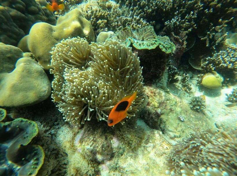 Langkawi: Dangli Island Snorkel and Swim Speedboat Tour - What the $119 group price really buys