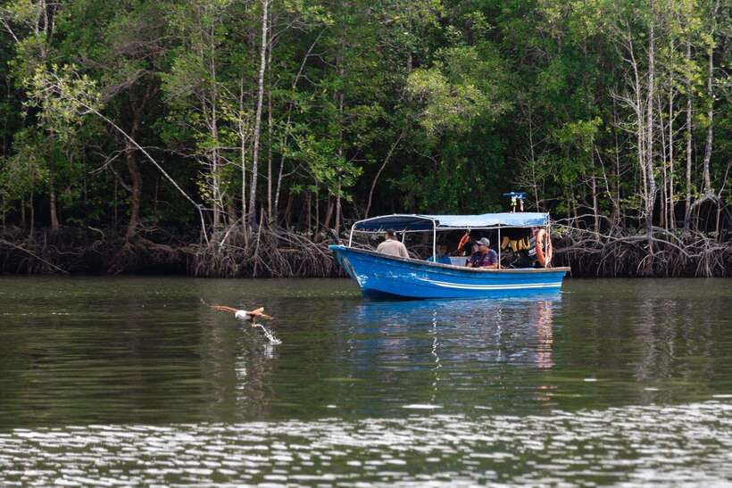 Langkawi Royal Mangrove Tour with Snorkeling Package - Why the mangrove cruise is the main event