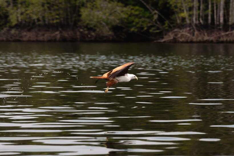 Langkawi Royal Mangrove Tour with Snorkeling Package - What the private format adds