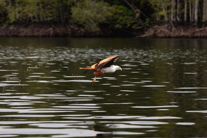 Langkawi Royal Mangrove Tour with Snorkeling Package - Starting at the AD Mangrove Tour counter