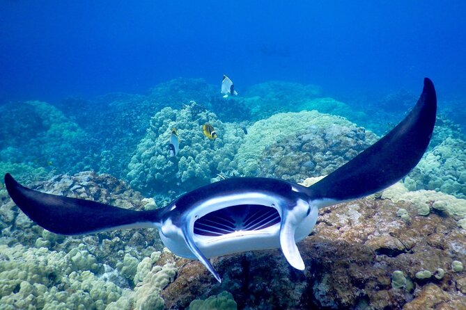 Late Night Manta Snorkel - Who should book this experience