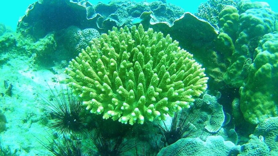 Lipe Private Snorkelinge Outside Zone By Long Tail Boat - What Is Included, and What Is Not