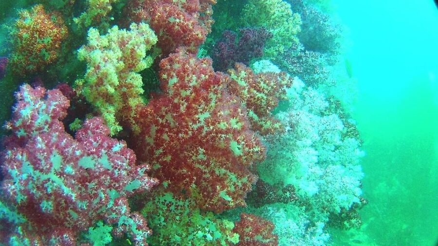 Lipe Private Snorkelinge Outside Zone By Long Tail Boat - Hin Ngam Island and Jabang Finish the Day