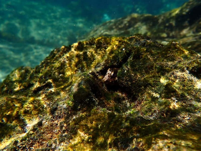 Lisbon: Kayaking & Snorkeling Tour with photos included - Who will enjoy this Sesimbra kayak tour most