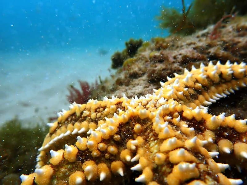 Lisbon: Snorkeling experience in Marine Reserve with photos - Why Sesimbra is a smart place to snorkel