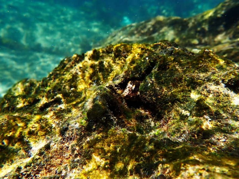 Lisbon: Snorkeling experience in Marine Reserve with photos - What the boat trip adds