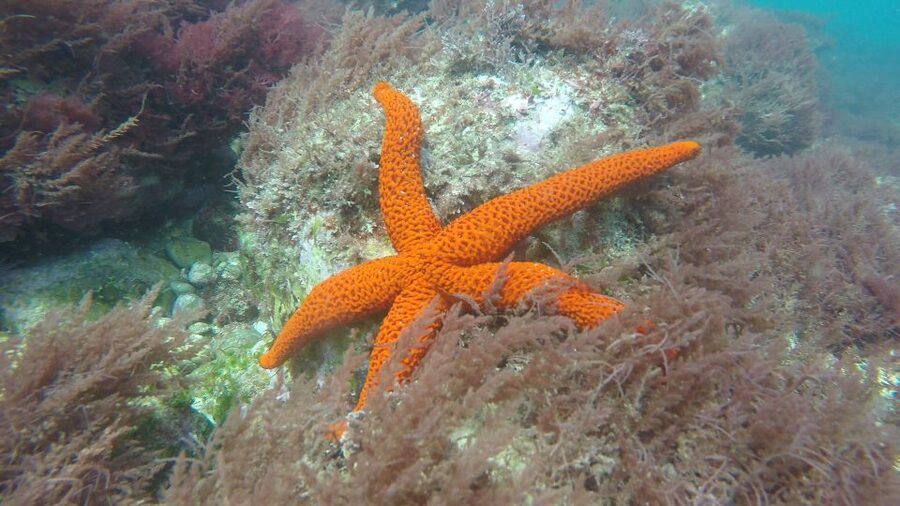 Lisbon: Snorkelling in Sesimbra/Arrábida Natural Park - Who should book this experience?