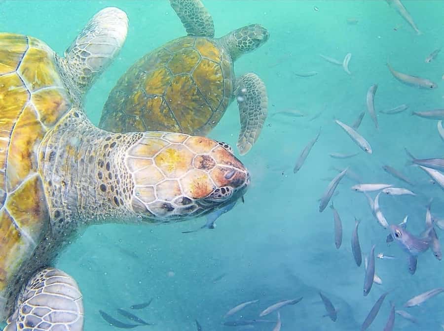 Live Snorkeling & Swimming with Sea Turtles in the Atlantic - São Pedro Bay, where the turtles meet the Atlantic