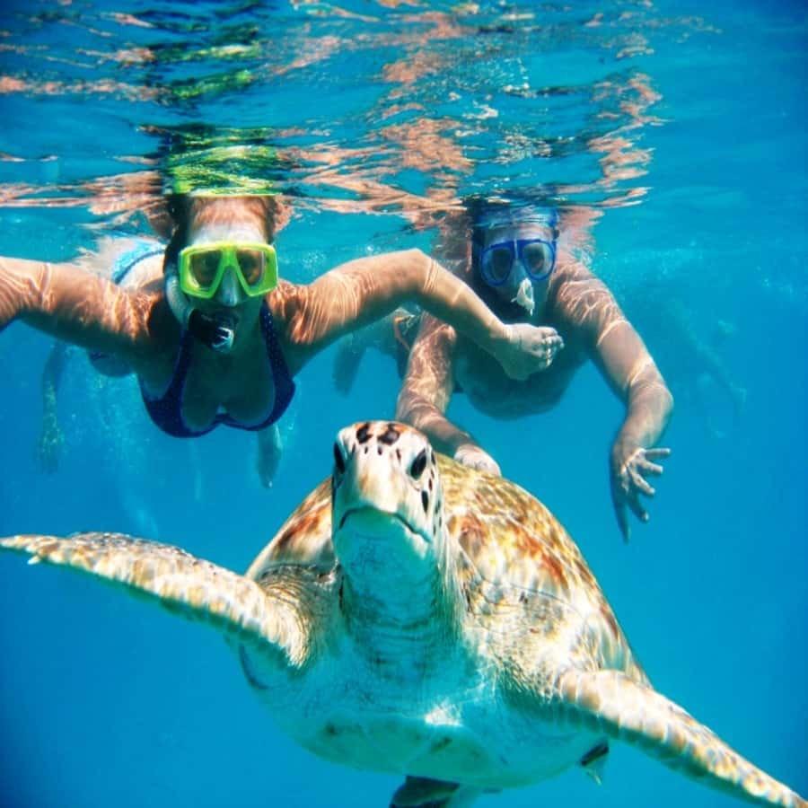Live Snorkeling & Swimming with Sea Turtles in the Atlantic - Watching the turtles gather around the boat