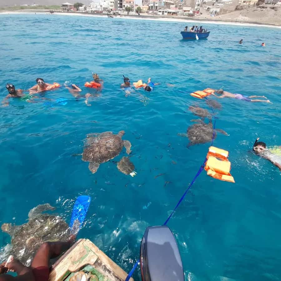Live Snorkeling & Swimming with Sea Turtles in the Atlantic - Swimming beside the turtles without touching them