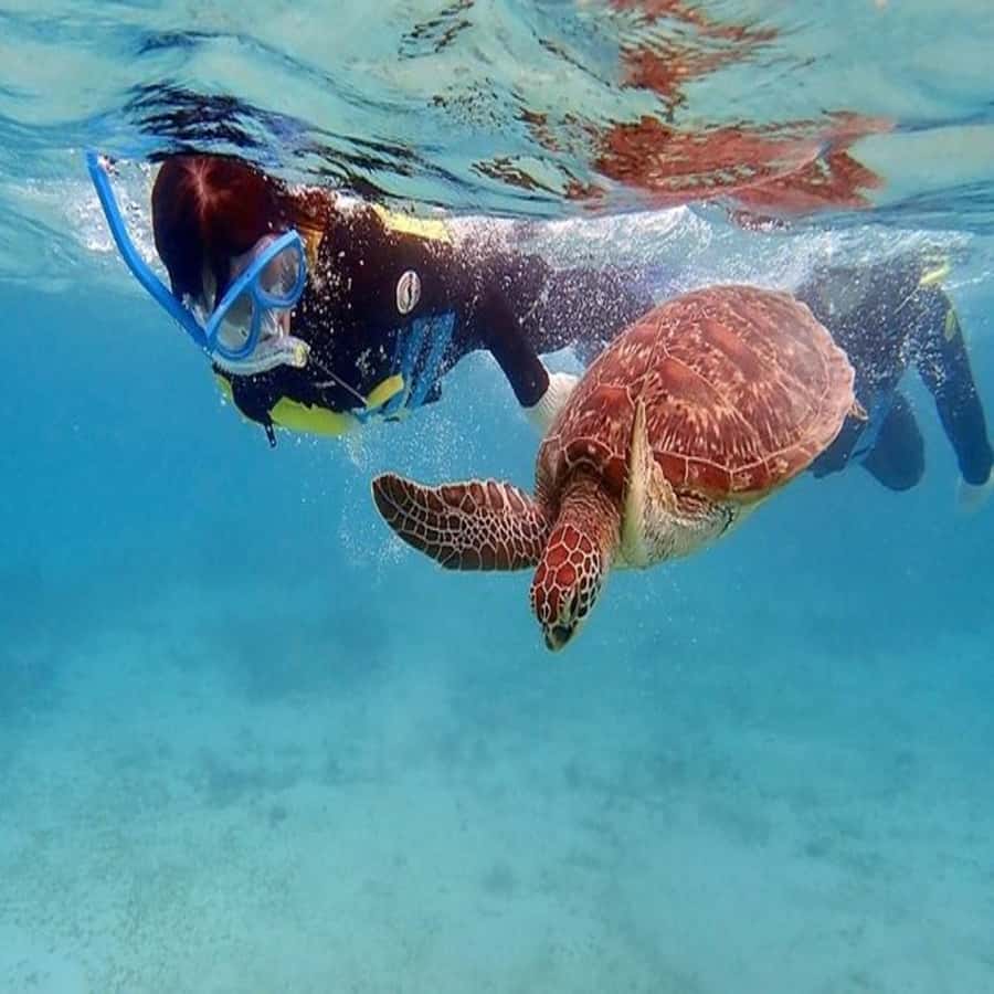 Live Snorkeling & Swimming with Sea Turtles in the Atlantic - Group size is the biggest practical variable