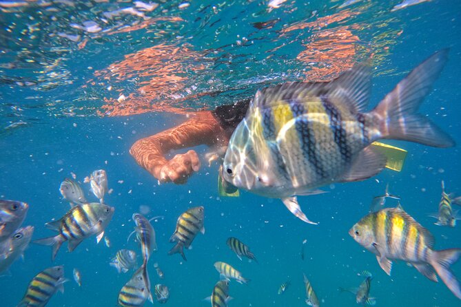 Local Excursion | Paradise Island Punto Rucia & snorkeling - Speedboat through mangroves to Cayo Arena