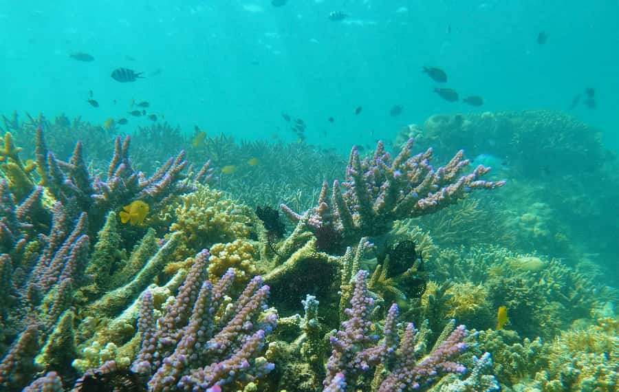 Lombok: Gili Nanggu, Sudak, & Gili Kedis Private Snorkeling - What the private format really changes