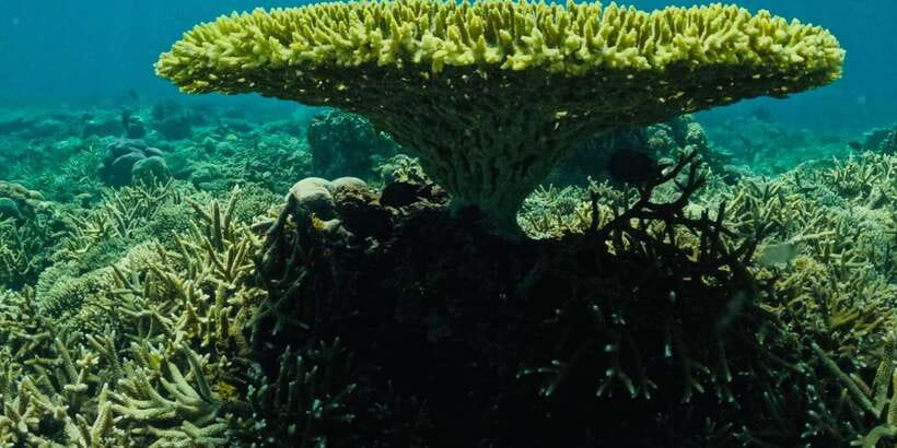 Lombok:Privat Snorkeling Gili Nanggu,Gili Sudak,Gili Kedis. - Gili Sudak: a swim, a meal, and a slower middle stop