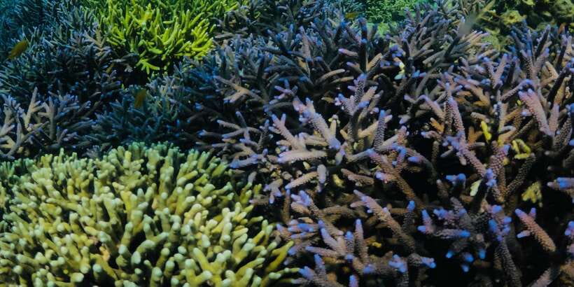 Lombok:Privat Snorkeling Gili Nanggu,Gili Sudak,Gili Kedis. - The road to Sekotong and the private-car advantage