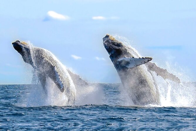 Los Cabos Private Yacht Whale Watching & Drinks - Up to 18 Guests - Crew service can make or break the day