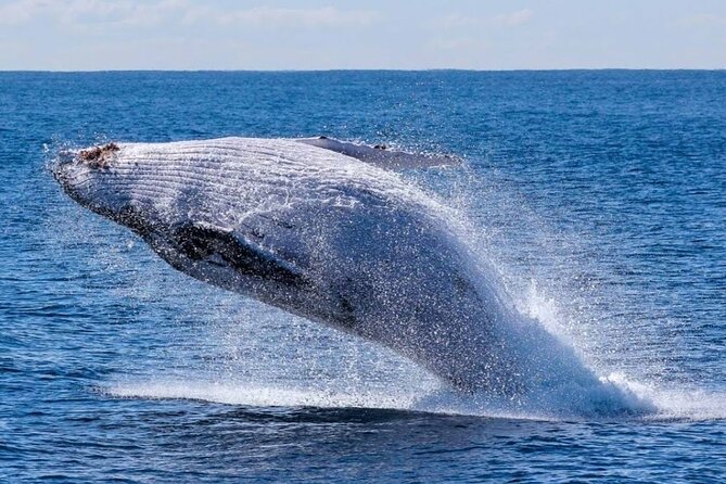 Los Cabos Private Yacht Whale Watching & Drinks - Up to 18 Guests - Food, drinks, and what is actually included