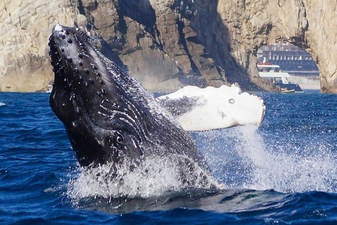 Los Cabos Private Yacht Whale Watching & Drinks - Up to 18 Guests - Timing, meeting point, and practical planning
