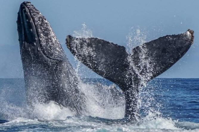 Los Cabos Private Yacht Whale Watching & Drinks - Up to 18 Guests - Who will get the most from this outing