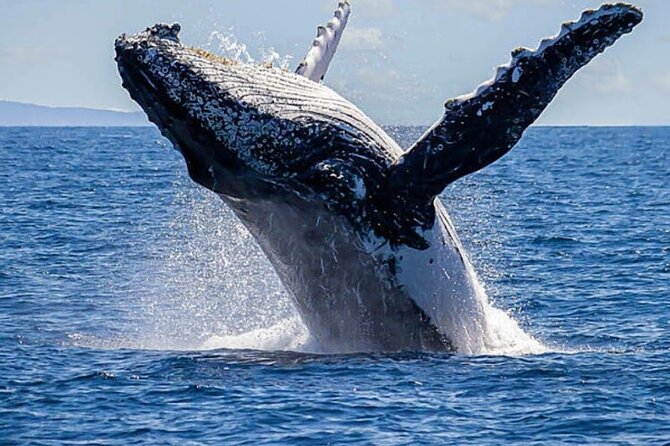 Los Cabos Private Yacht Whale Watching & Drinks - Up to 18 Guests - Snorkeling, swimming, and the water toys