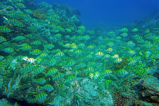 Los Cabos Snorkeling Tour by Speed Boat with Photos Included - A small speedboat, not a floating party