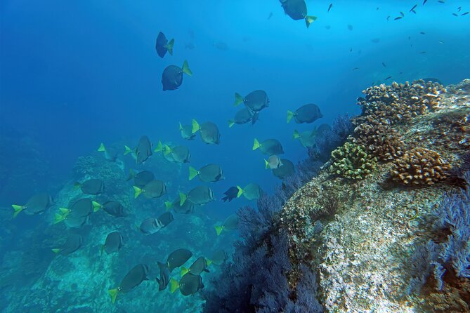 Los Cabos Snorkeling Tour by Speed Boat with Photos Included - Snorkeling in a quieter Sea of Cortez spot