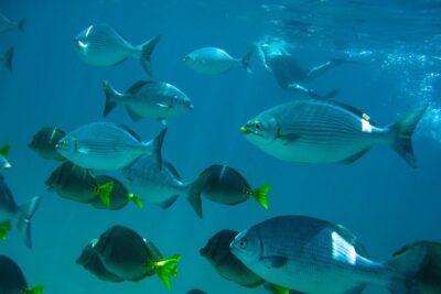 Los Cabos Snorkeling Tour to Chileno Bay and Santa Maria Cove