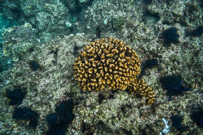 Los Cabos Snorkeling Tour to Chileno Bay and Santa Maria Cove - Gear, wetsuits, shade, and the small comforts