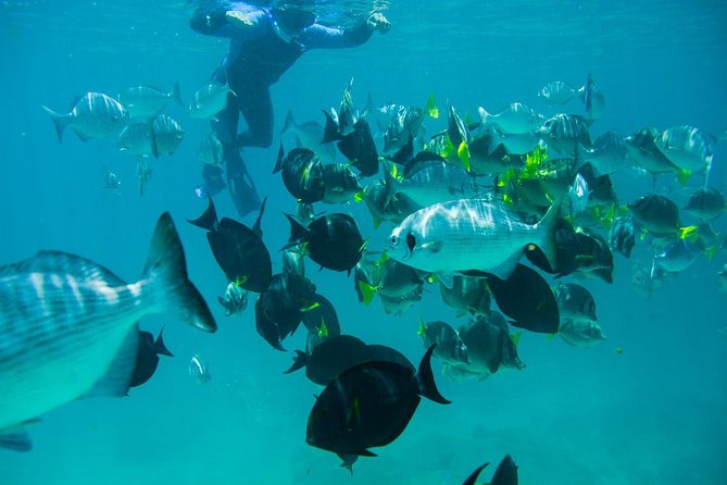 Los Cabos Snorkeling Tour to Chileno Bay and Santa Maria Cove - Morning or afternoon: choose with care