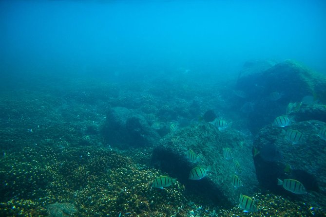 Los Cabos Snorkeling Tour to Chileno Bay and Santa Maria Cove - Families, beginners, and experienced snorkelers