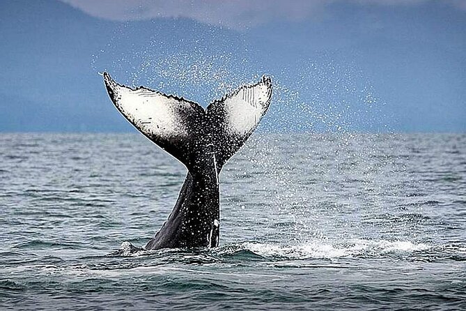 Los Cabos Whale Watching & Snorkel Adventure with Food & Drinks - Starting at C Dock with Cabo in front of you