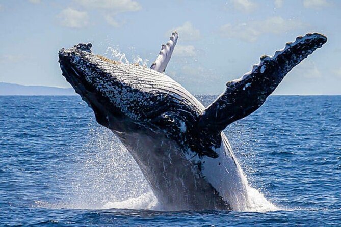 Los Cabos Whale Watching & Snorkel Adventure with Food & Drinks - Ceviche, fajitas, and drinks on the boat