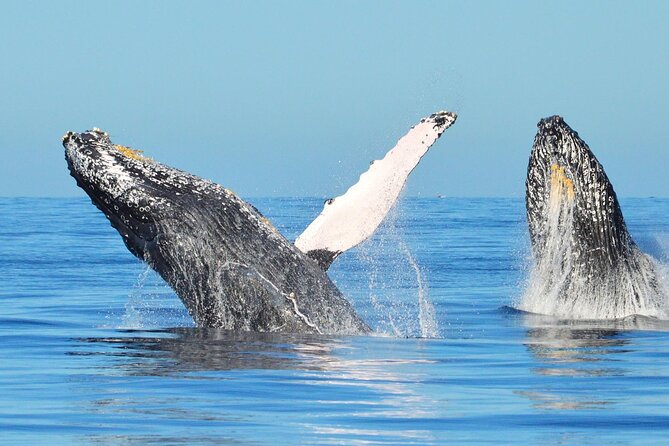 Los Cabos Whale Watching & Snorkel Adventure with Food & Drinks - Boat quality and an important caution