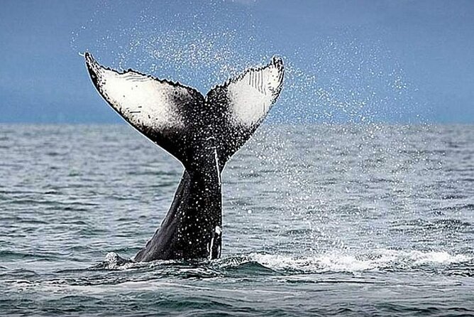 Los Cabos Whale Watching & Snorkel Adventure with Food & Drinks - Who will enjoy this Cabo outing most