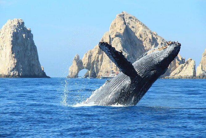 Los Cabos Whale Watching & Snorkel Adventure with Food & Drinks - The Arch, the beaches, and the first hour and a half