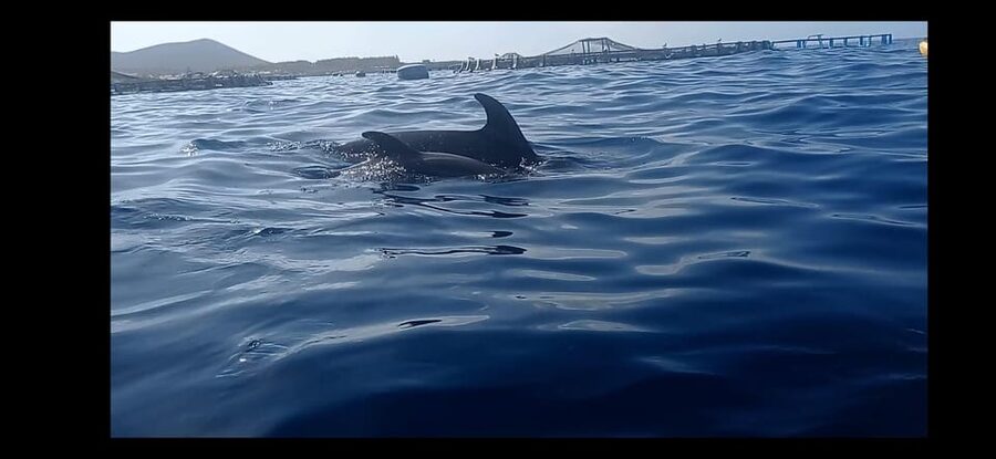 Los Cristianos: Kayak & Snorkel Tour with turtles and photos included - Key points to know before booking
