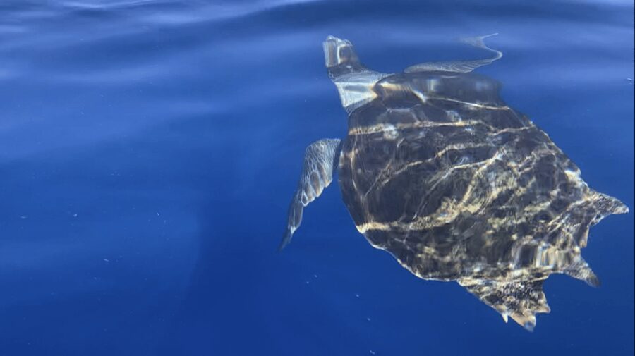 Los Cristianos: Kayak & Snorkel Tour with turtles and photos included - What the $31 price covers