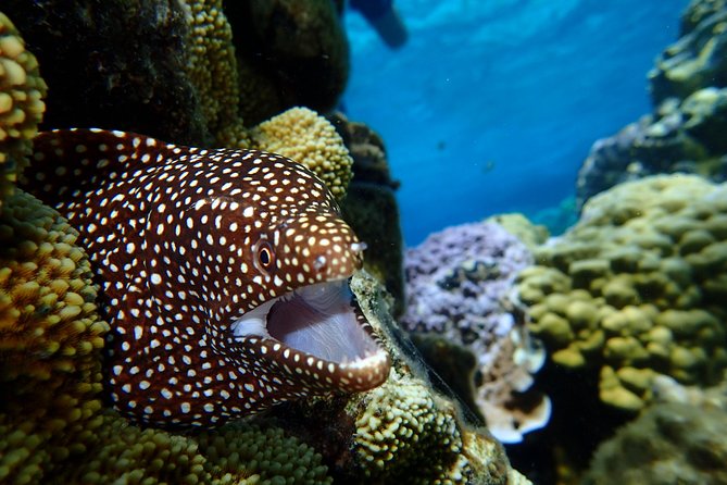 Luxury Full Day Snorkeling - Manta Rays, Eagle Rays, and Coral Gardens