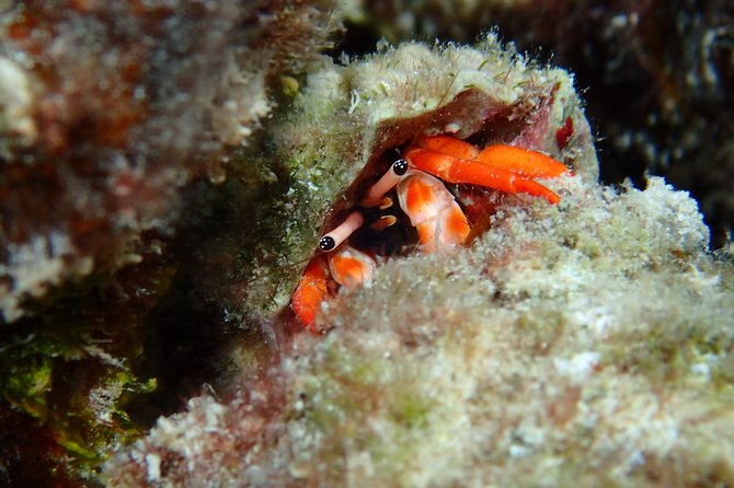 Luxury Full Day Snorkeling - Who Will Get the Most From This Tour