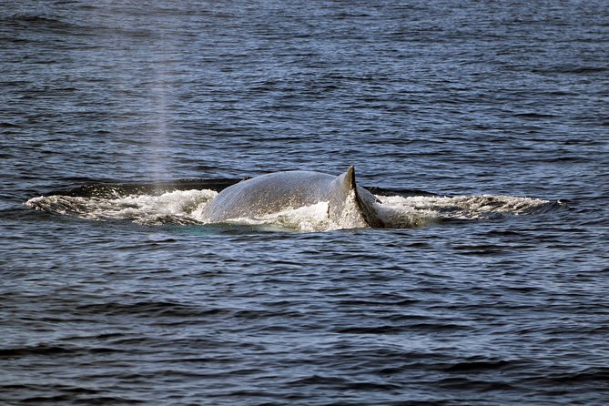 Luxury Snorkel Cruise, Local Buffet with Whale & Dolphin Watch - Choosing transportation from Waikiki