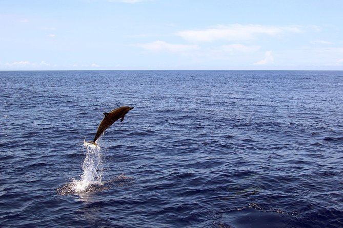 Luxury Snorkel Cruise, Local Buffet with Whale & Dolphin Watch - Who will get the most from this cruise