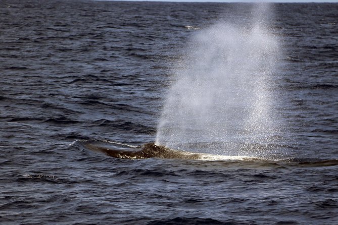 Luxury Snorkel Cruise, Local Buffet with Whale & Dolphin Watch - Booking, cancellation, and useful planning details