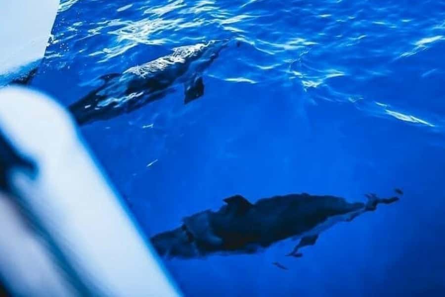 Maalaea: West Maui Snorkeling & Sailing Day Trip with Lunch - A West Maui day on the water