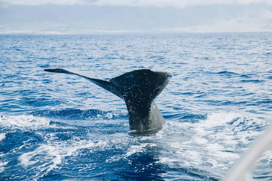 Maalaea: West Maui Snorkeling & Sailing Day Trip with Lunch - When the captain changes the route