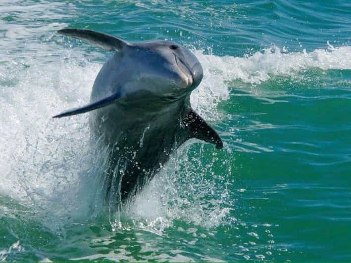 Madeira Beach: Egmont Key Snorkeling and Dolphin Cruise - Key points at a glance
