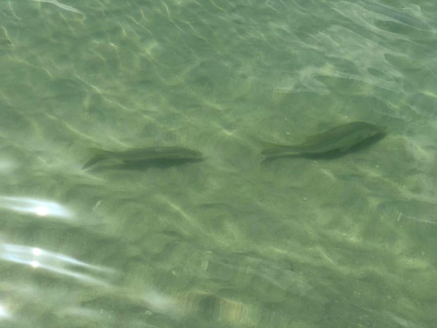 Madeira Beach: Egmont Key Snorkeling and Dolphin Cruise - Leaving Madeira Beach for Egmont Key