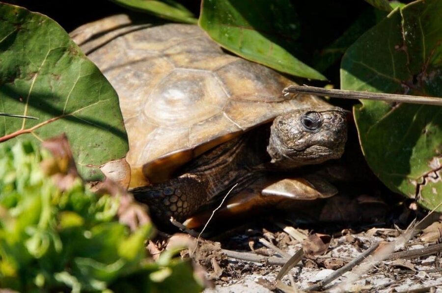 Madeira Beach: Egmont Key Snorkeling and Dolphin Cruise - What to bring and how to plan