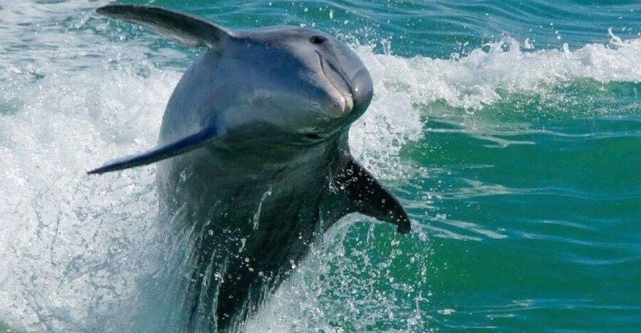 Madeira Beach: Egmont Key Snorkeling and Dolphin Cruise - Egmont Key’s ruins and island story