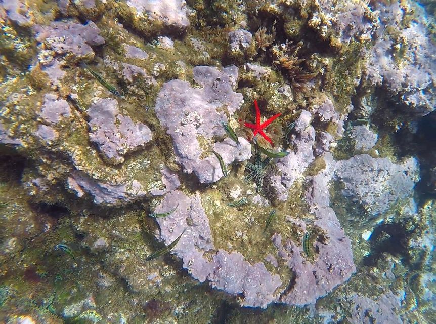 Madeira: Garajau Nature Reserve Kayak and Snorkel Tour - What to bring and what to expect on logistics
