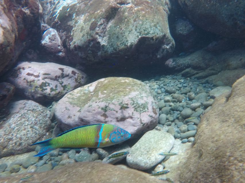 Madeira: Garajau Nature Reserve Kayak and Snorkel Tour - Who will enjoy this tour most
